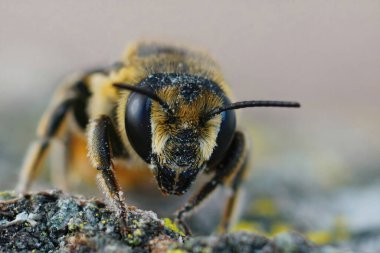 Dişi bir Patchwork yaprak kesicisinin yüz görüntüsü, Megachile centuncularis bir armut ağacının üzerinde oturuyor.