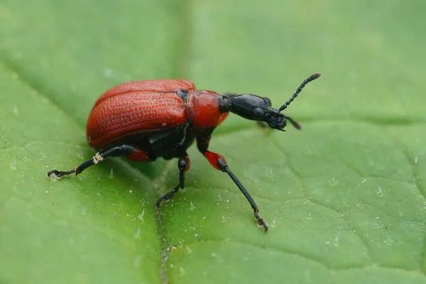Primer Plano Colorido Escarabajo Picudo Hoja Avellana Roja Apoderus Coryli — Foto de Stock