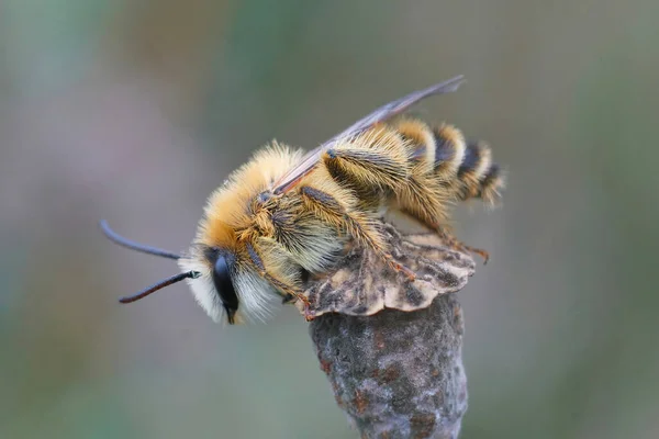 Zbliżenie Owłosione Męskie Pantaloon Pszczoła Asypoda Hirtipes Siedzi Szczycie Brukarz — Zdjęcie stockowe