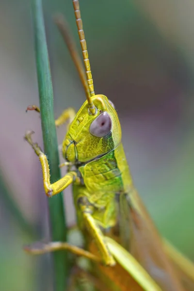 Vertical Closeup Colorful Male Gold Grasshopper Chrysochraon Dispar Hiding Vegetation — Stock Photo, Image