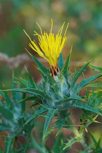 スペインの黄色の花の閉鎖地中海のウールの解剖台 カルタゴはカリフォルニア州 米国への侵襲的な植物をLanatus — ストック写真