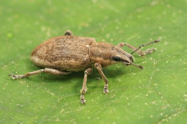 Pancar yaprağı buğday bitini kapat, Tanymecus palliatus tarlada yeşil bir yaprak üzerinde oturuyor.