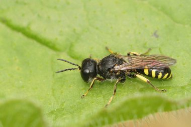 Yeşil bir yaprağın üzerinde oturan küçük, yırtıcı, güvenli bir eşekarısı olan Ectemnius Ruficornis 'e yaklaş.