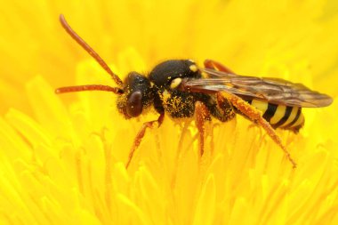 Renkli turuncu boynuzlu guguk kuşunun dişisi, sarı bir karahindiba çiçeğinin üzerindeki Nomada fulvicornis, Taraxacum officinale