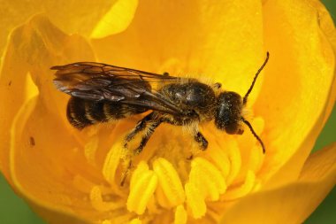 Kıllı, büyük bir makas arısı olan Chelostoma Florisomne, sarı düğün çiçeği Ranunculus 'tan polen toplamada uzmandır.