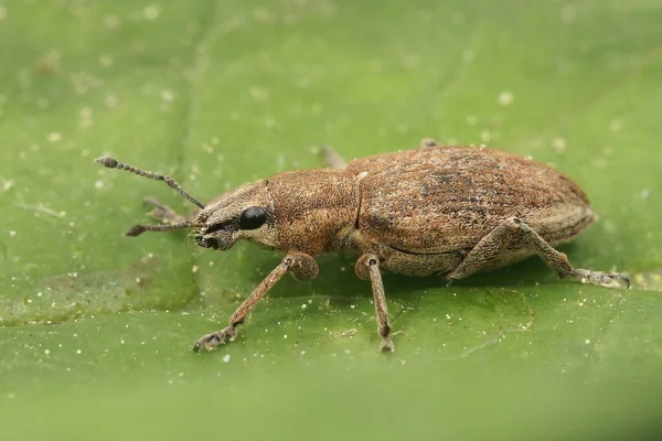 Primo Piano Weevil Foglia Barbabietola Tanymecus Palliatus Seduto Una Foglia — Foto Stock