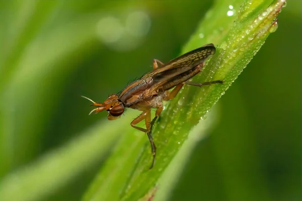 Close Een Kleurrijke Moeras Slak Dodende Vlieg Limnia Unguicornis Zittend — Stockfoto