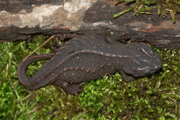 Closeup Black Adult Critically Endangered Anderson Salamander Echinotriton Andersoni Endemic — Stock Photo, Image