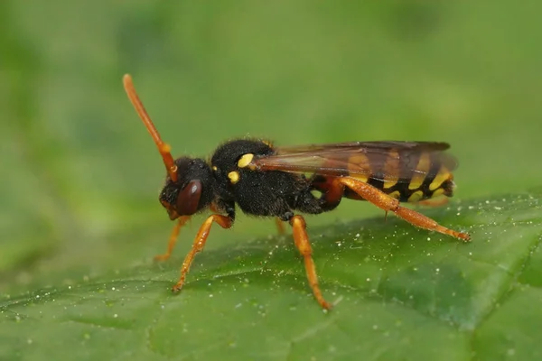 Closeup Uma Fêmea Colorida Pintada Nomad Bee Nomada Fucata Sentado — Fotografia de Stock