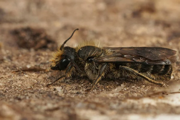 Detailní Záběr Velkou Nůžkovou Včelu Chelostoma Florisomne Sedící Kusu Dřeva — Stock fotografie