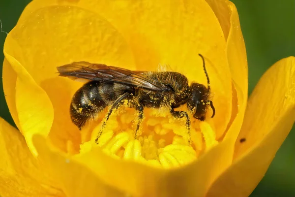 Closeup Hairy Large Scissor Bee Chelostoma Florisomne Specialist Collecting Pollen — Stock Photo, Image