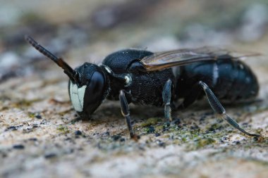 Erkek bir Hyaline spatulat maskeli arı, Hylaeus hyalinatus bahçedeki ağaçta oturuyor.