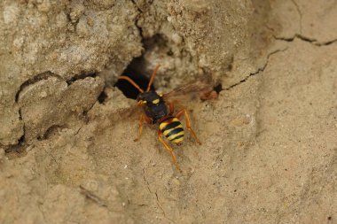 Üzücü bir göçebe arı olan Nomada fucata, sarı bacaklı madenci arıların potansiyel yuvalarını inceleyerek, parazit yapmak için Andrena Flavipes 'e yaklaş.