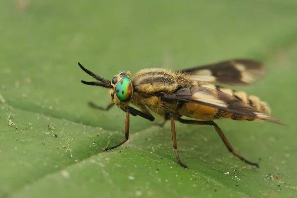 Κοντινό Πλάνο Ένα Πολύχρωμο Πράσινο Μάτι Διπλής Όψης Deerfly Χρυσοπηγή — Φωτογραφία Αρχείου