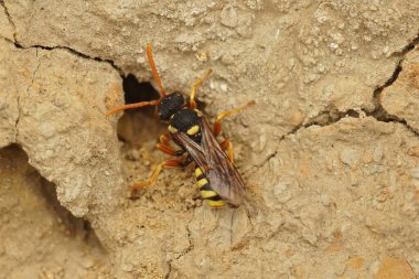 Üzücü bir göçebe arı olan Nomada fucata, sarı bacaklı madenci arıların potansiyel yuvalarını inceleyerek, parazit yapmak için Andrena Flavipes 'e yaklaş.