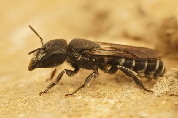 Close Macho Mediterrâneo Osmia Cephalotes Pedreiro Abelha Sentado Uma Pedra — Fotografia de Stock