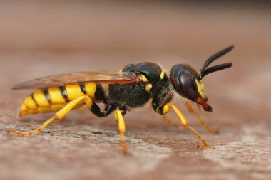 Sarı Avrupalı bir arı kurduna, arı avcısı Philanthus triangulum 'a yaklaşıyoruz.