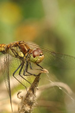 Bir yusufçuğun dikey yakın çekimi, bir dal üzerinde oturan Symptetrum striolatum, av avlamaya hazır....