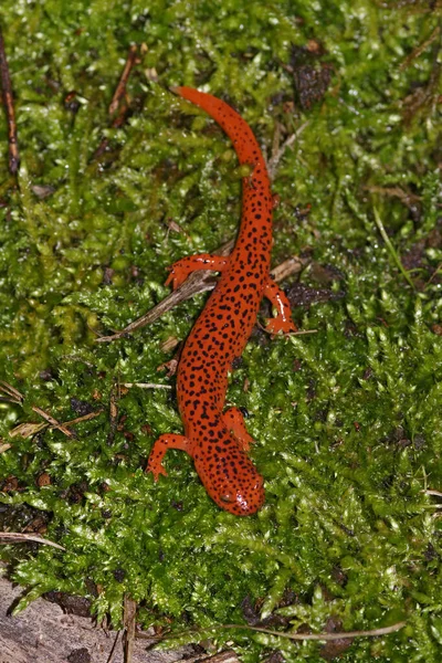 Fecho Vertical Colorido Blue Ridge Red Salamander Pseudotriton Ruber Musgo — Fotografia de Stock