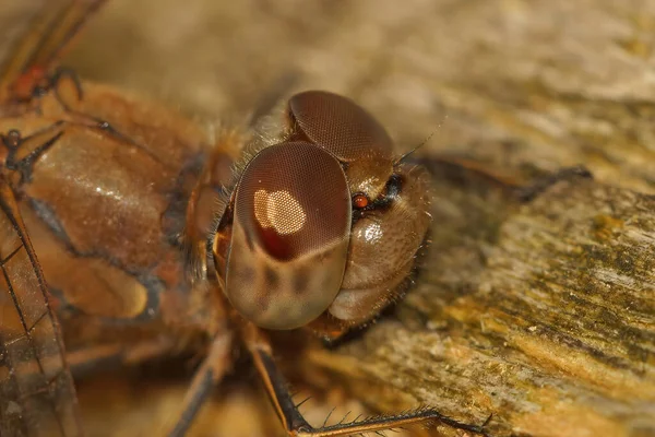 在一只普通的蜻蜓的头上贴上防晒霜 在一块木头上晒日光浴 — 图库照片