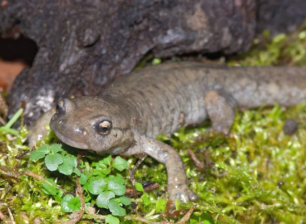 Nahaufnahme Eines Vom Aussterben Bedrohten Ausgewachsenen Semirechensk Salamanders Ranodon Sibericus — Stockfoto