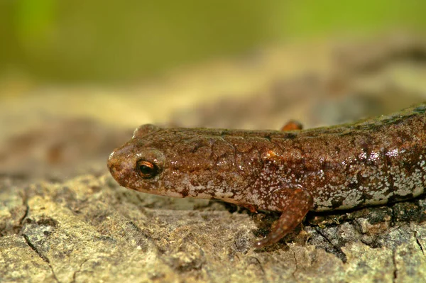 Close Uma Salamandra Quatro Dedos Hemidactylium Scutatum Sentado Uma Peça — Fotografia de Stock