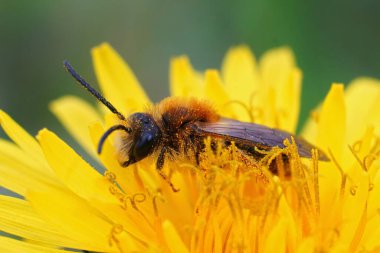 Turuncu kuyruklu erkek maden arısı Andrena Hemorrhoa 'ya yakın plan, karahindiba, tarlada Taraxacum officinale
