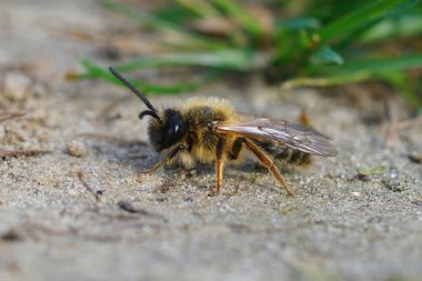Bir erkek, gri bir maden arısı, Andrena Tibialis, yerde oturmuş, güneşin doğmasını bekliyor.