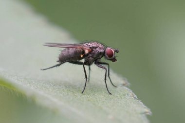 Siyah renkli bir kurtçuk sineğine, bahçede Anthomyiiidae türüne yakın çekim