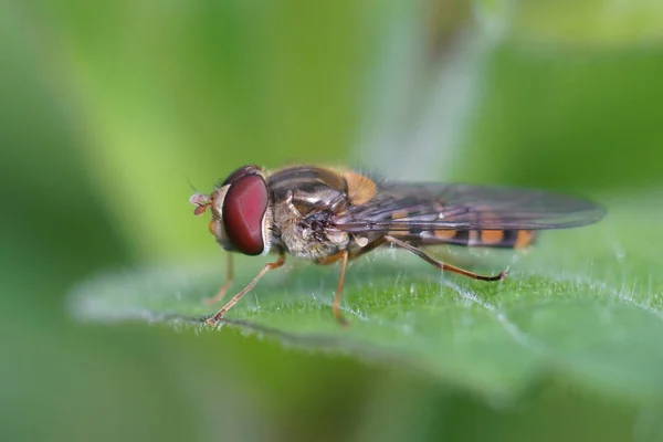 Primer Plano Mosca Mermelada Episyrphus Balteatus Sobre Una Hoja Verde —  Fotos de Stock