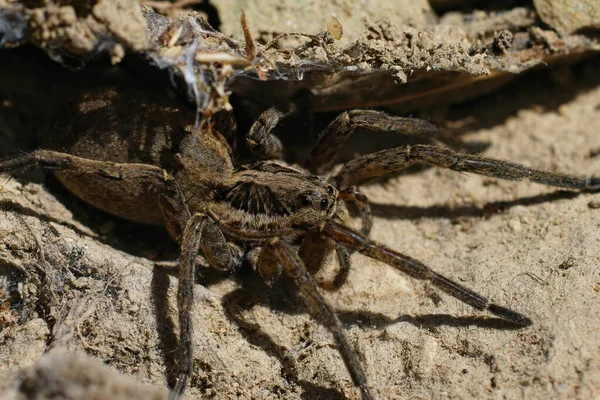 Avrupa Nın Büyük Kurt Örümceği Hogna Radiata Yakın Plan Güney — Stok fotoğraf