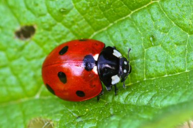 Bahçedeki yeşil yapraklı Coccinella septempunctata, yedi benekli uğur böceğine yaklaş.