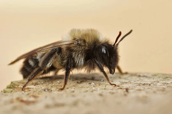 Tehlikedeki Dişi Maden Arısı Andrena Nycthemera Nın Yakını — Stok fotoğraf