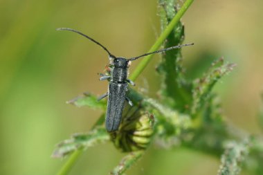 Uzun boynuz böceği Phytoecia silindirik otların arasında yakın plan.