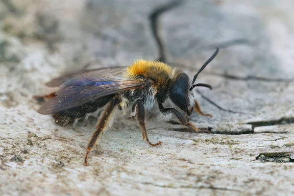 Nahaufnahme Eines Haarigen Weibchens Der Gefährdeten Gemalten Bergbaubiene Andrena Fucata — Stockfoto