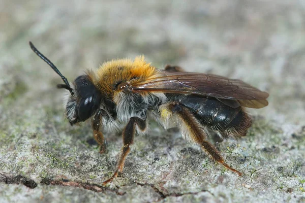 Nahaufnahme Eines Haarigen Weibchens Der Gefährdeten Gemalten Bergbaubiene Andrena Fucata — Stockfoto