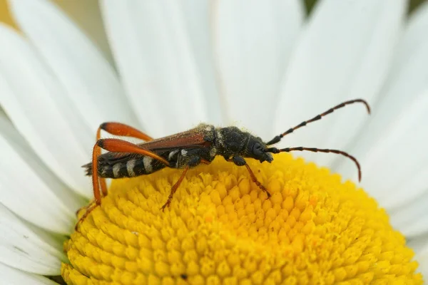Closeup Small Brown Longhorn Beetle Stenopterus Rufus Sitting Eye Daisy — Stock Photo, Image