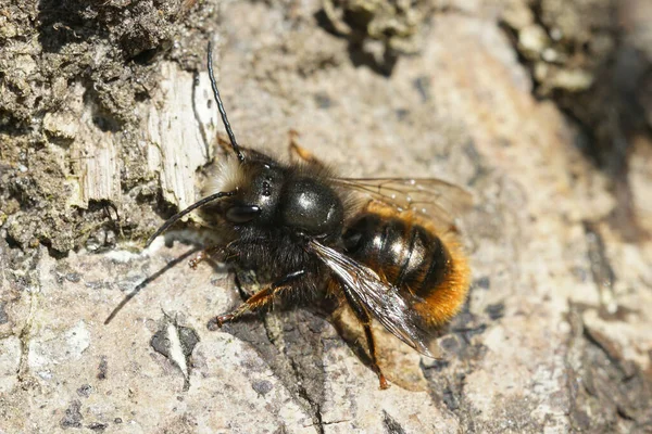 Крупный План Самца Рогатой Садовой Пчелы Osmia Cornuta Пчелином Отеле — стоковое фото