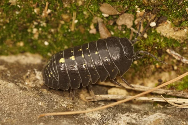 Yaygın Bir Hap Böceğinin Tombul Marangozun Marangozun Yerde Armadillidyum Vulgare — Stok fotoğraf