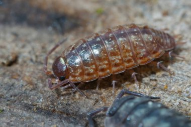 Hızlı bir tespih böceği, Philoscia Muscorum, bahçedeki bir odun parçasının üzerinde oturuyor.