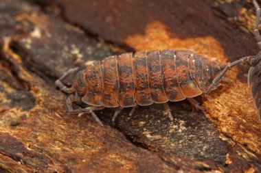 Anormal turuncu renkte bir orman bitine yakın çekim, Porcellio scaber ormanda tahtada oturuyor.