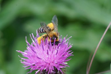 Pantalon ya da kıllı bacaklı maden arısı Dasypoda hirtipes 'in, büyük sarı arka bacakları mor bir knapweed çiçeğinde, Centaurea jacae