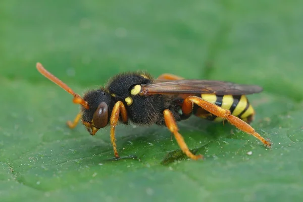 Szczegółowe Zbliżenie Czerwonookiej Samicy Malowane Pszczoły Nomadów Nomada Fucata Zielonym — Zdjęcie stockowe