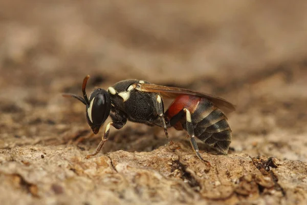 Nahaufnahme Einer Farbenfrohen Mediterranen Maskenbiene Hylaeus Meridionalis Aus Gard Frankreich — Stockfoto