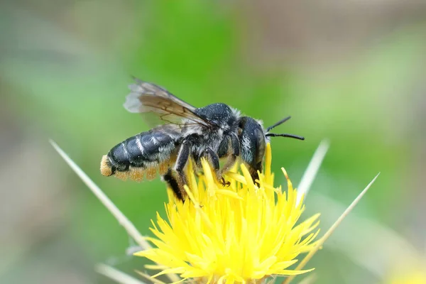 Nahaufnahme Der Goldenen Mittelmeerbiene Lithurgus Chrysurus Die Den Gelben Blüten — Stockfoto