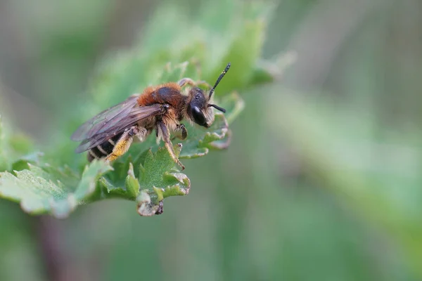 Zbliżenie Samicy Broad Faced Mining Bee Andrena Proxima Zielonym Piórze — Zdjęcie stockowe