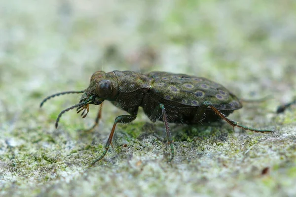 Primer Plano Pequeño Pero Colorido Escarabajo Tierra Elaphrus Riparius Sentado — Foto de Stock