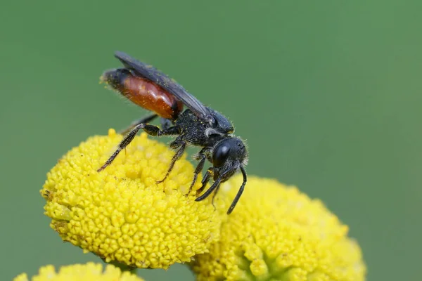 Närbild Färgglad Röd Cleptoparasite Blod Sphecodes Dricka Nektar Från Gul — Stockfoto