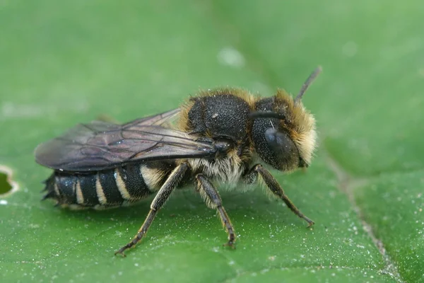 Κοντινό Πλάνο Ένα Αρσενικό Μυτερό Ουρά Κούκου Μέλισσα Coelioxys Κάθεται — Φωτογραφία Αρχείου
