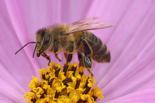 Zbliżenie Pracownika Pszczoła Miodna Apis Mellifera Siedzi Purpurowy Kwiat Malwy — Zdjęcie stockowe